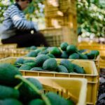 Avocados