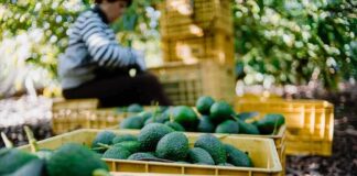 Avocados