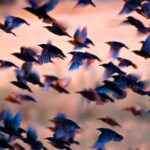 Bird Flu