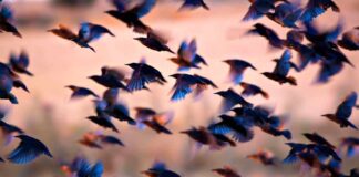 Bird Flu
