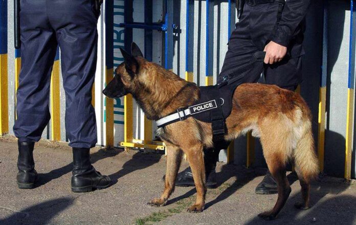 Police dog standing with two officers