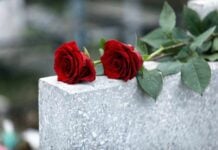 Two red roses on a gray stone