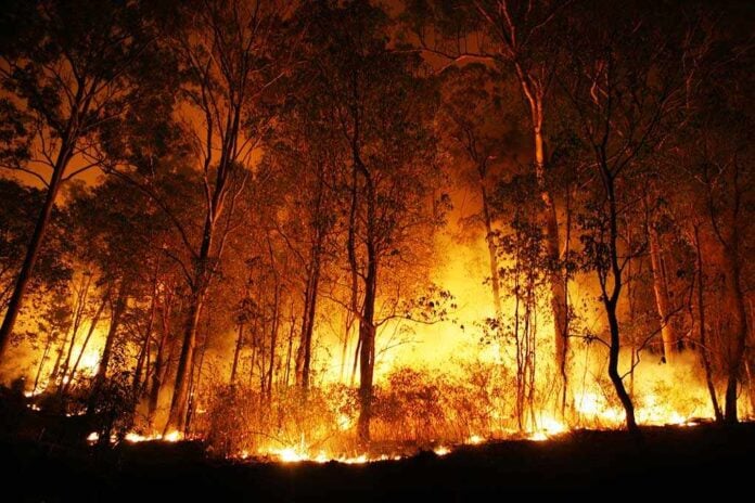 Forest engulfed in intense wildfire during nighttime