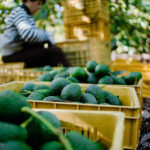 Gut-Boosting Avocado: What They’re Not Telling You Crates of avocados with person in background