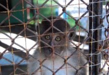 A monkey looking through the bars of a cage with a sad expression