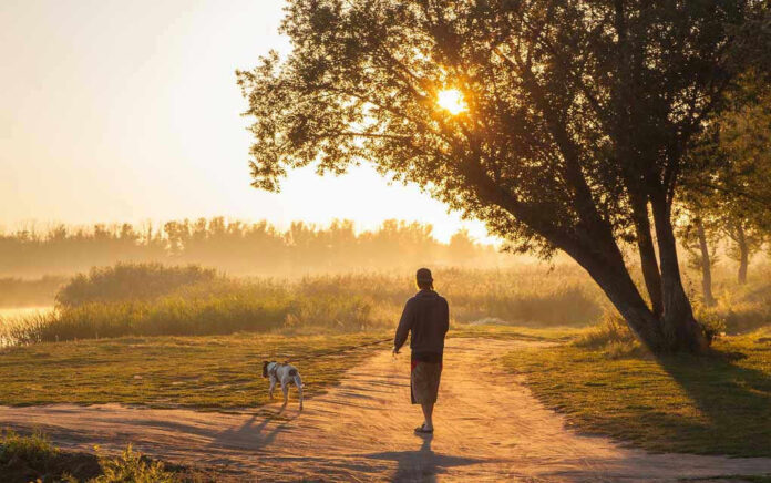 562654981 Man walking dog along sunlit path through trees