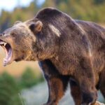 Treasury Secretary’s SCATHING TAKEDOWN of Governor Newsom A grizzly bear roaring in a natural setting