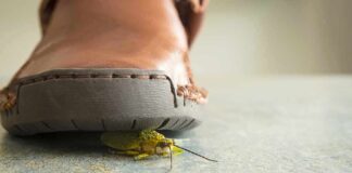 Close-up of a shoe with an insect underneath