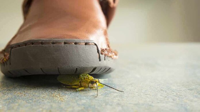 Close-up of a shoe with an insect underneath