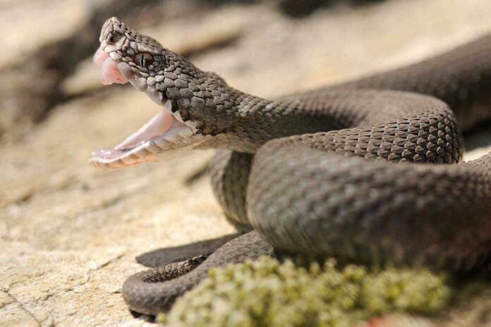 A close-up of a snake with its mouth open, displaying its fangs
