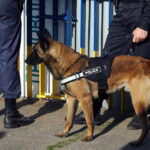 Operation Lone Star’s Daring Capture of Chinese Nationals Police dog standing with two officers.
