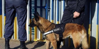 Operation Lone Star’s Daring Capture of Chinese Nationals Police dog standing with two officers.