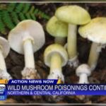 Deadly Mushroom Crisis RISING Wild mushroom poisonings spike in Northern California: 4 dead, 4 needed liver transplants since