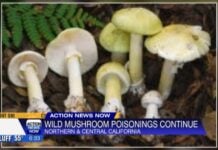 Deadly Mushroom Crisis RISING Wild mushroom poisonings spike in Northern California: 4 dead, 4 needed liver transplants since