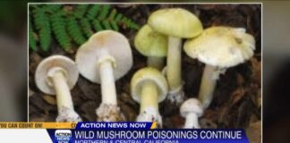 Wild mushroom poisonings spike in Northern California: 4 dead, 4 needed liver transplants since