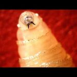 USDA confirms case of New World Screwworm in South Texas