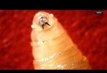USDA confirms case of New World Screwworm in South Texas