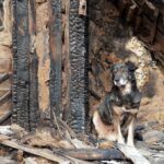 FBI Digs: Hundreds Vanish From Rescue A dog sitting beside a burnt wooden structure in a rural area