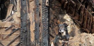 FBI Digs: Hundreds Vanish From Rescue A dog sitting beside a burnt wooden structure in a rural area