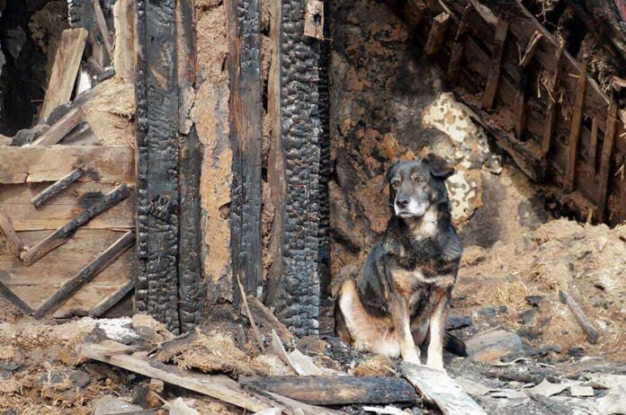shutterstock_130633877 A dog sitting beside a burnt wooden structure in a rural area