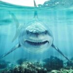 Aging Rewritten: Sharks Keep Vision Alive Great white shark swimming toward camera