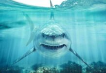 Great white shark swimming toward camera