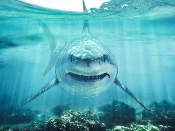shutterstock_1683088564-1 Great white shark swimming toward camera