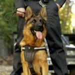 Police K-9 Leaps Into Car to End 40-Minute Standoff German Shepherd wearing a harness stands in front of a handler