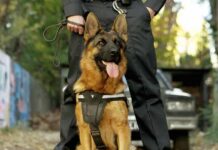 German Shepherd wearing a harness stands in front of a handler