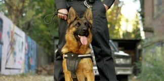 German Shepherd wearing a harness stands in front of a handler