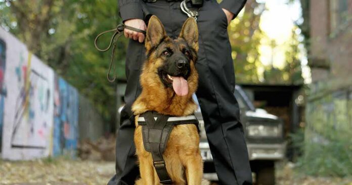 German Shepherd wearing a harness stands in front of a handler