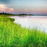 coastal marsh with tall green grass at sunset