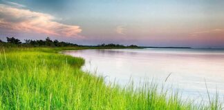 coastal marsh with tall green grass at sunset