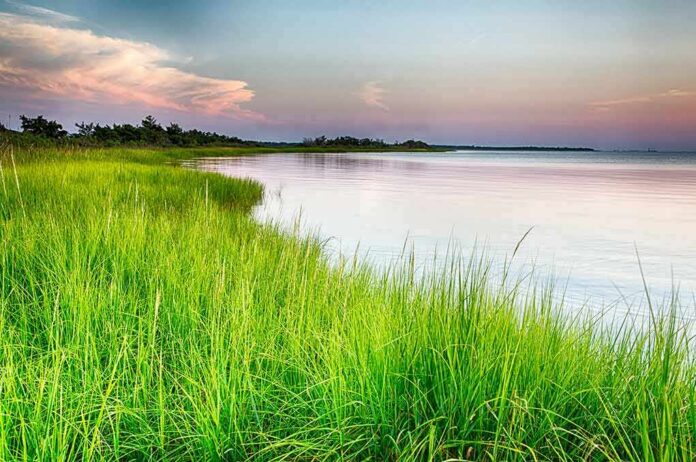 coastal marsh with tall green grass at sunset