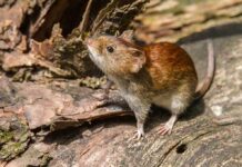 Brown vole on a fallen log