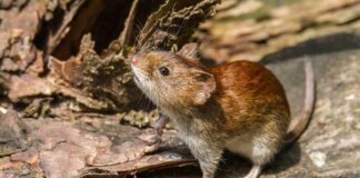 Brown vole on a fallen log