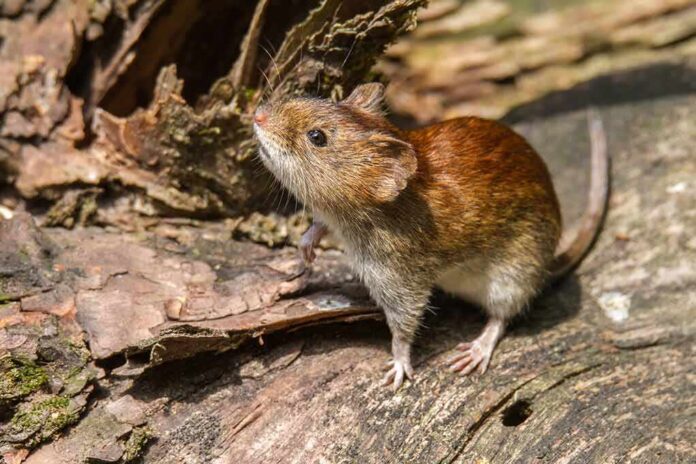shutterstock_611087462 Brown vole on a fallen log